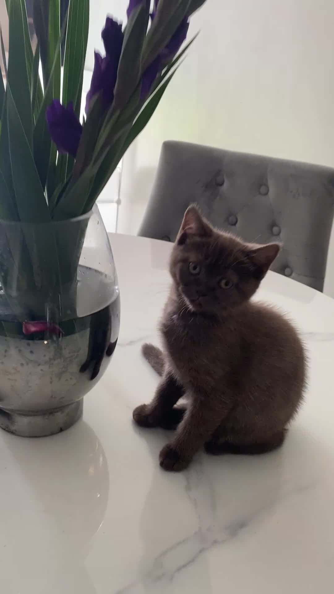 British Shorthair cats for sale: British Shorthair Gorgeous BROWN GIRL READY NOW - Video 1