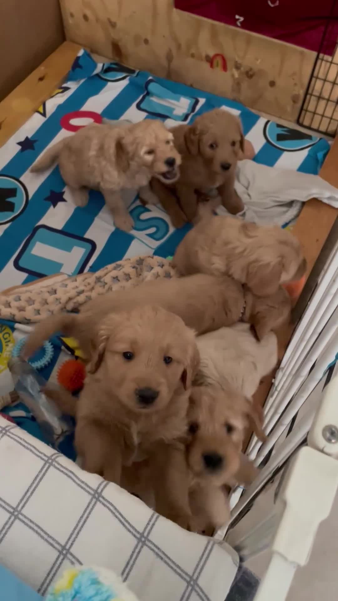 Goldendoodle dogs for sale: Golden doodle puppies ready 12th September  - Video 3