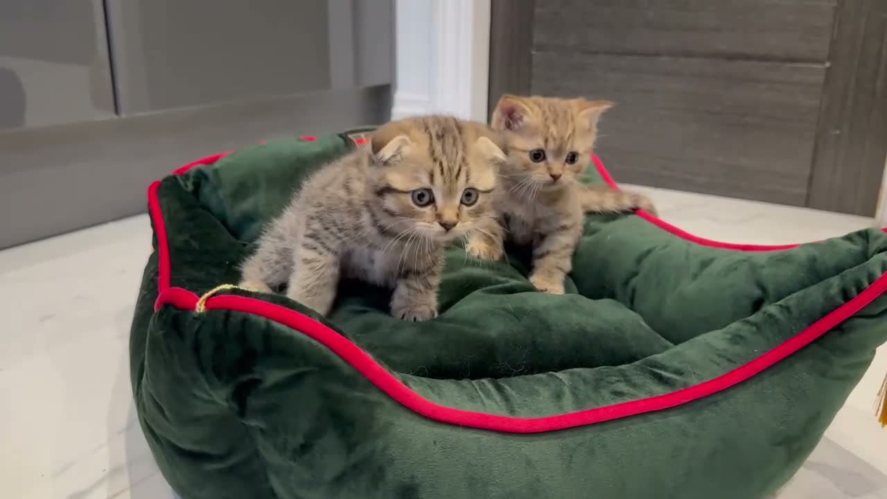 Scottish Fold cats for sale: Scottish fold full pedigree  - Video 4
