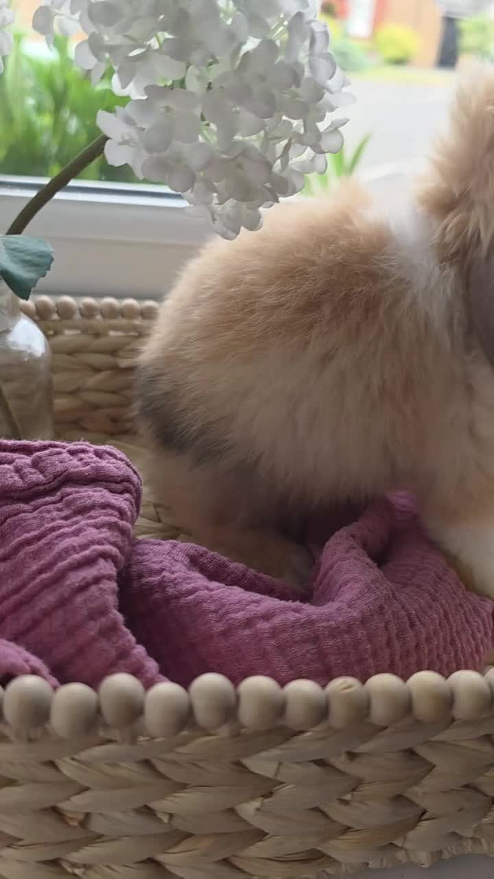 Mini Lop rabbits for sale: Stunning Harli Mini Lop Babies - Video 2