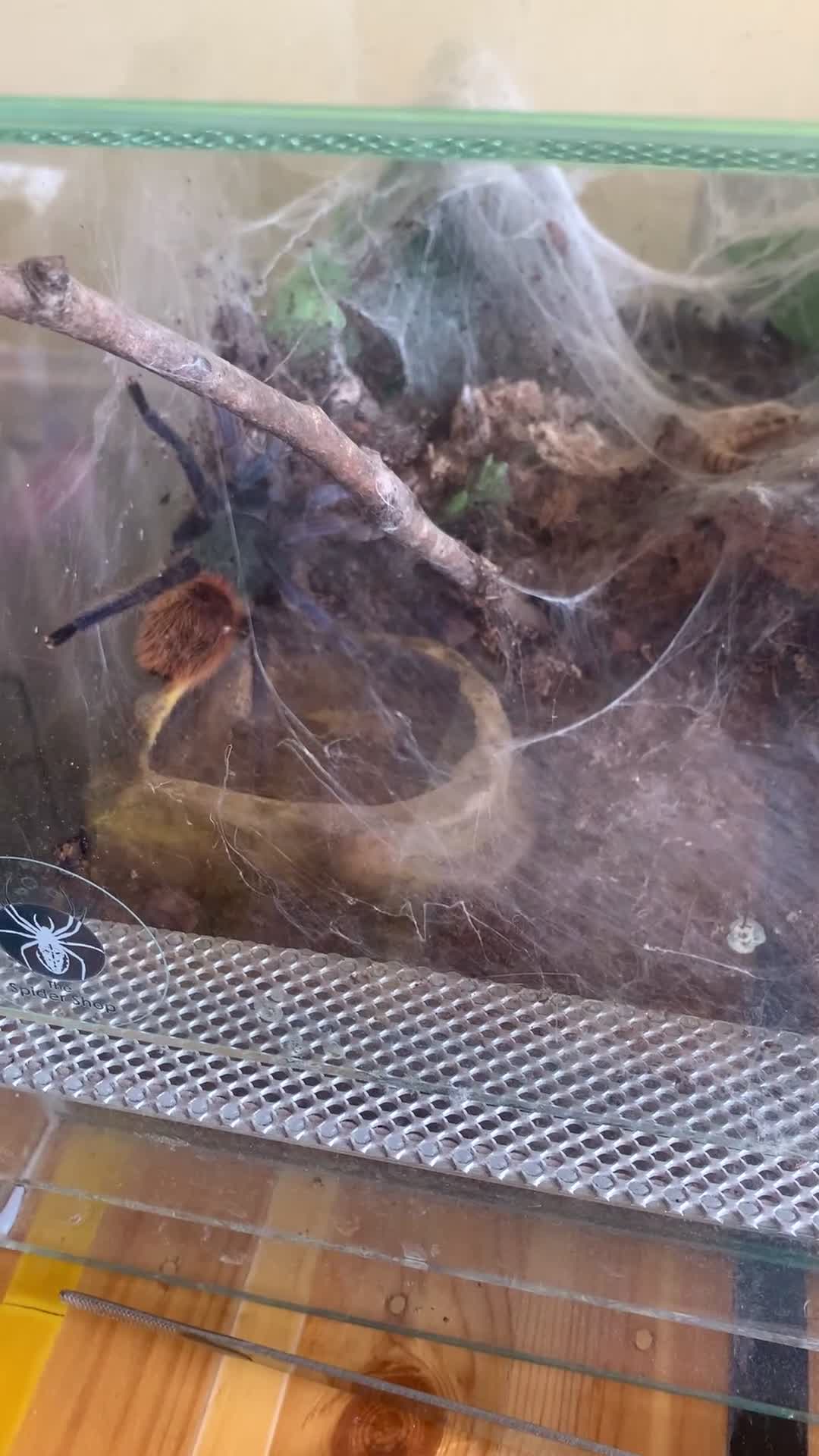 Tarantulas invertebrates for sale: Green Bottle Blue (Chrom. cyaneopubescens) - Video 1