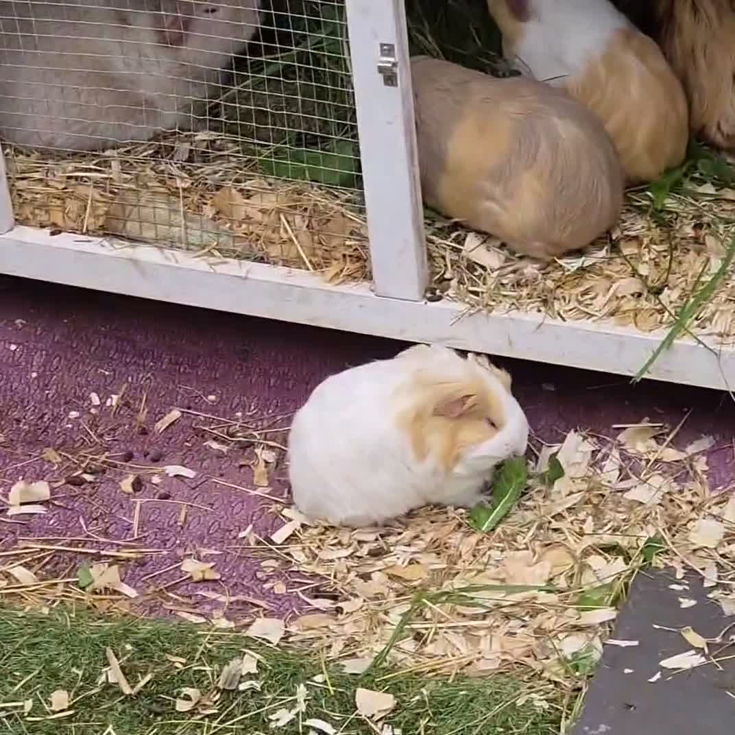 Guinea Pig rodents for sale: Mother & daughter duel  - Video 1