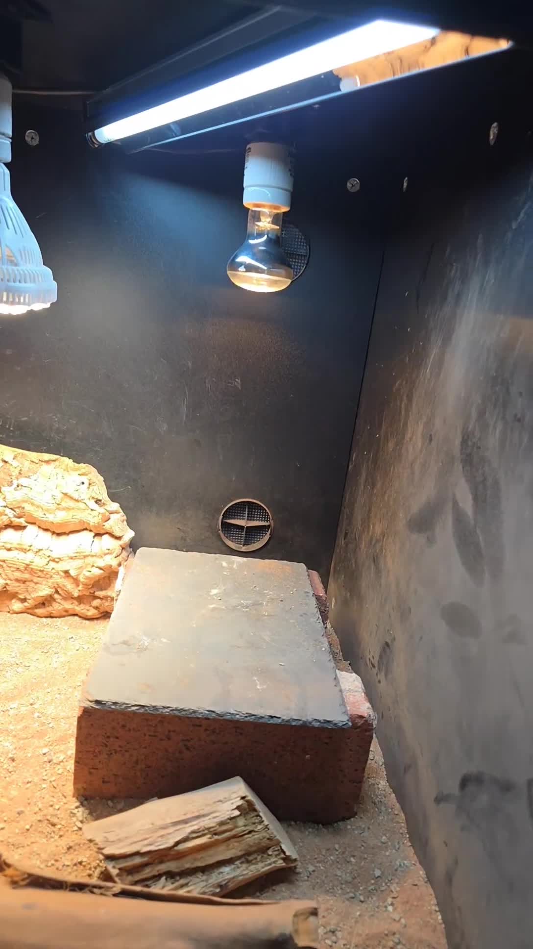 Bearded Dragon reptiles for sale: Bearded Dragon with Viv & Accessories  - Video 4