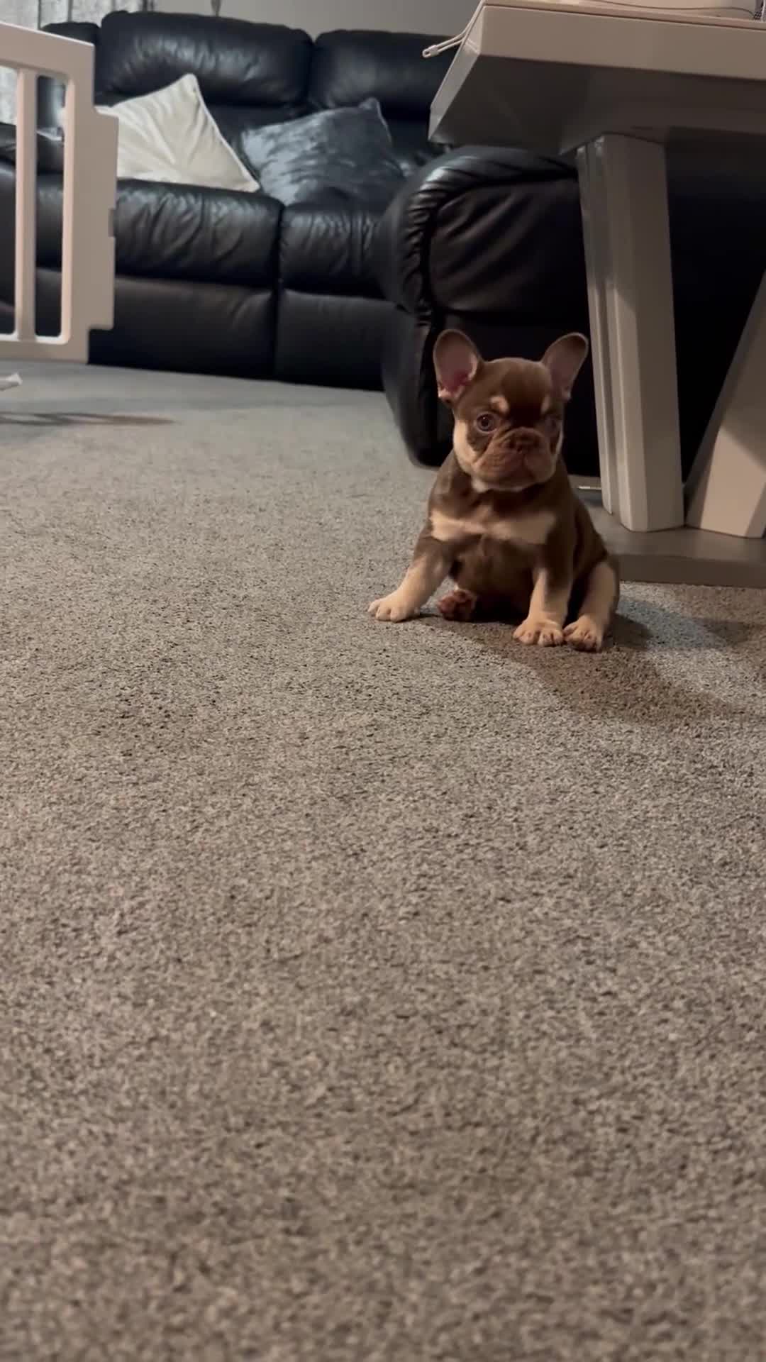 French Bulldog dogs for sale: 1 female available  READY TO LEAVE,   - Video 1