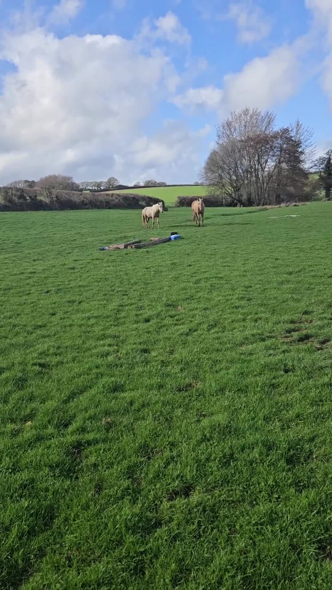 English Thoroughbred horses for sale: AVS Golden Pearl in Okehampton - Video 2