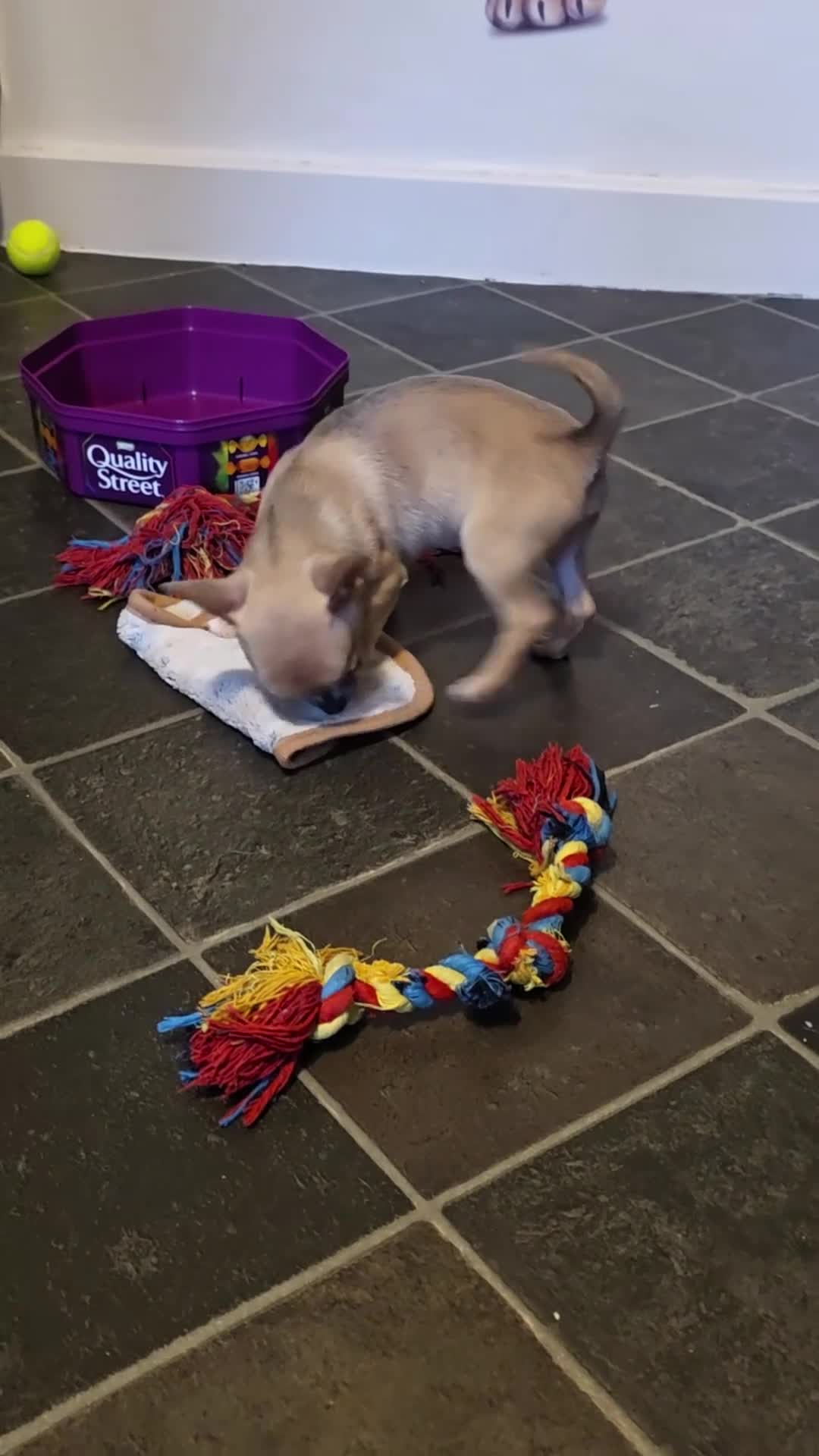 Chihuahua dogs for sale: Toy Chihauhau,1 cute girl left - Video 1