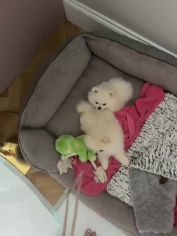Pomeranian dogs for sale: White male baby Pomeranians  in Keighley - Video 2