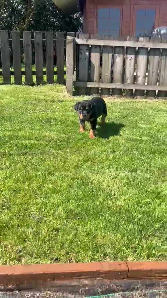 Rottweiler dogs for sale: Rottweiler female puppy  in Coventry - Video 1