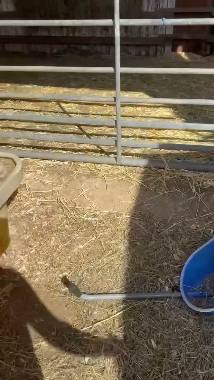 Shetland pony horses for sale: Shetland ponies - Video 1