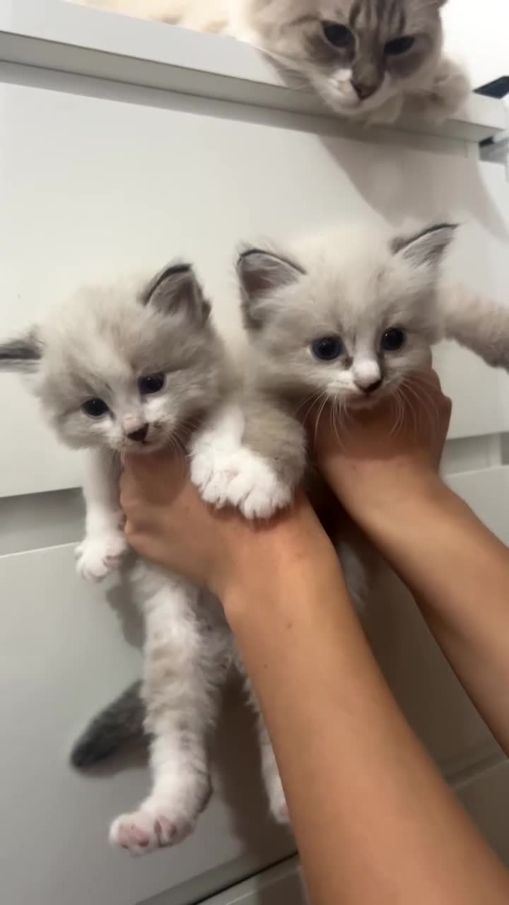 Siberian cats for sale: Pure bred neva masquerade siberian kittens  - Video 5