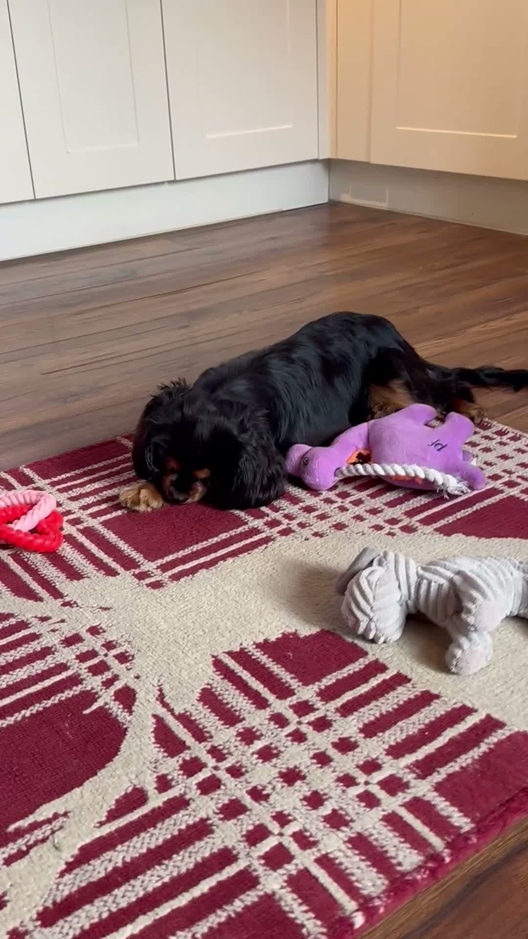 Cavalier King Charles Spaniel dogs for sale: 🐾 KC Reg Health Tested Boy 🐾 - Video 1