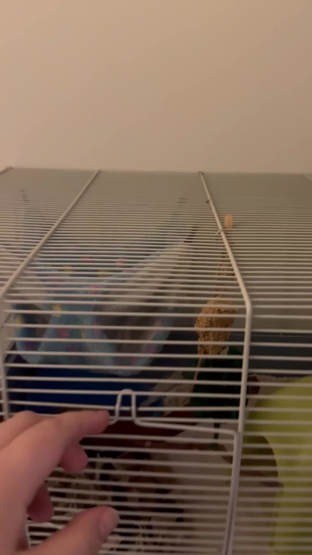 Rat rodents for sale: Male Fancy Rat for sale  - Video 1