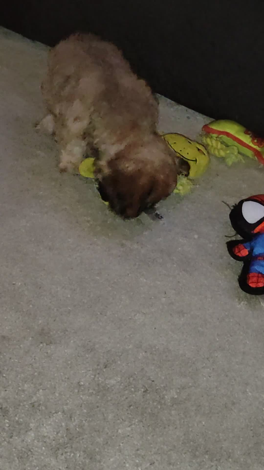 Cava Tzu dogs for sale: CAVA TZU FOR SALE - Video 3