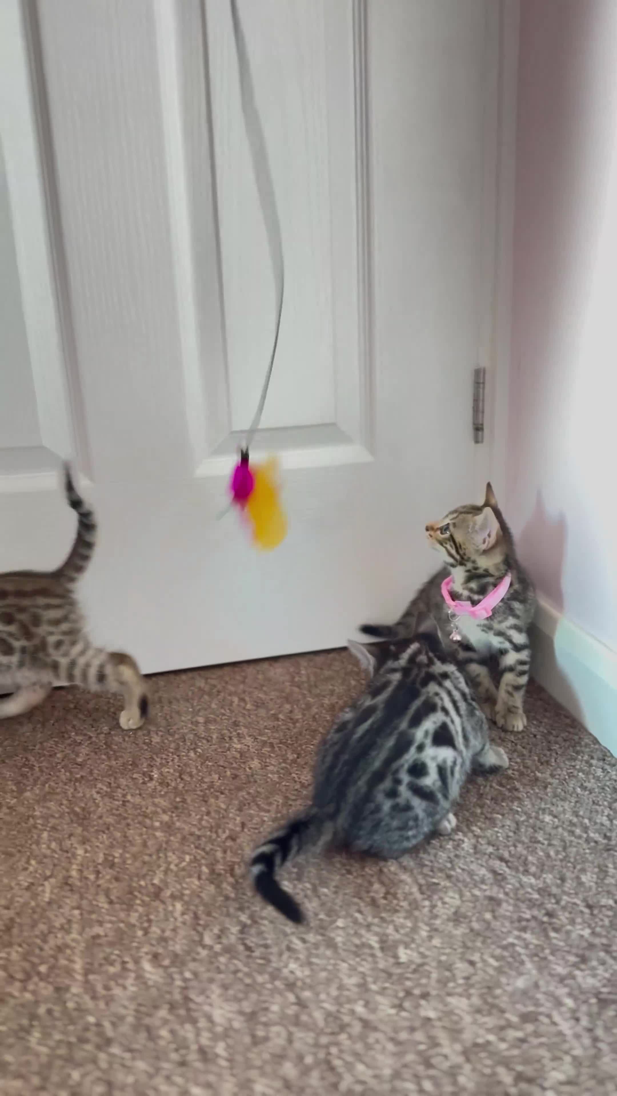Bengal cats for sale: 🐆✨[REDUCED TO CLEAR!!] LAST THREE PURE BENGAL’S❤️ - Video 2