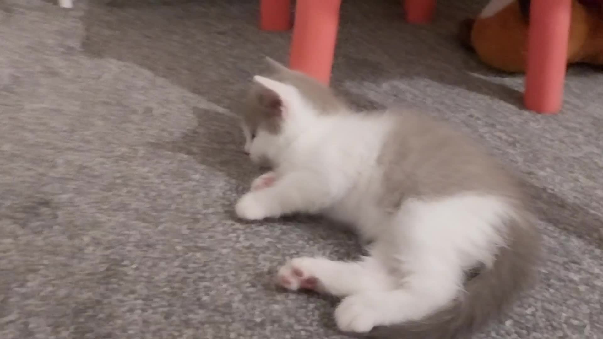 Mixed Breed cats for sale: Lovely kittens looking for homes! - Video 1