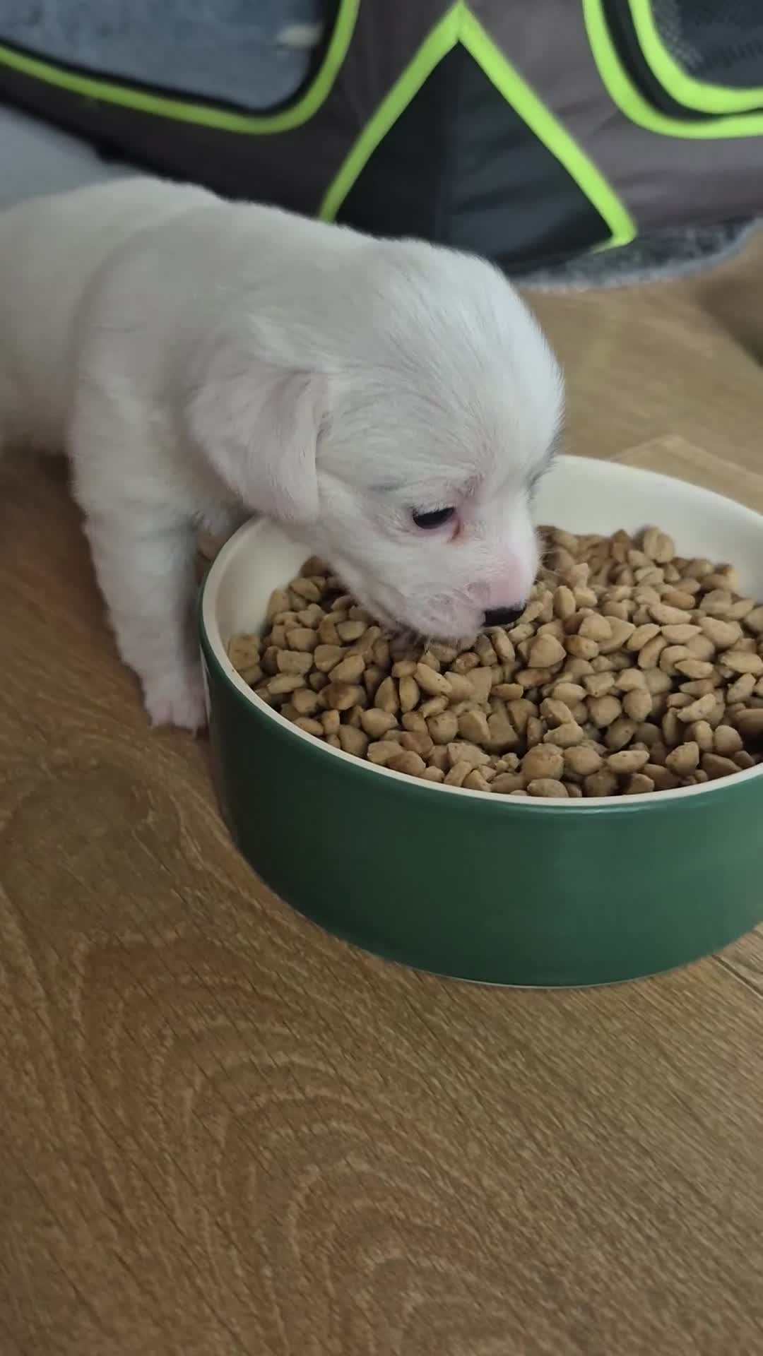 Jack Russell dogs for sale: Beautiful. Jack Russell puppies for sale - Video 1