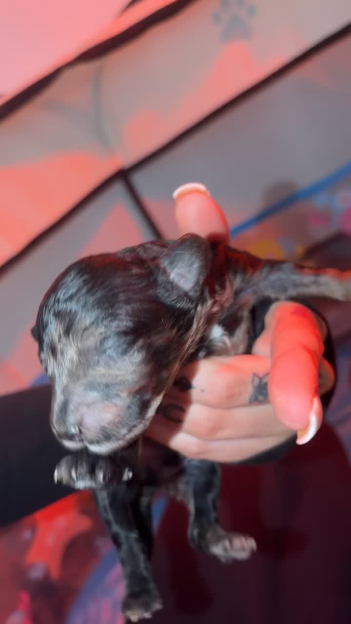 Miniature Poodle dogs for sale: Miniature Poodles Puppies - Video 1