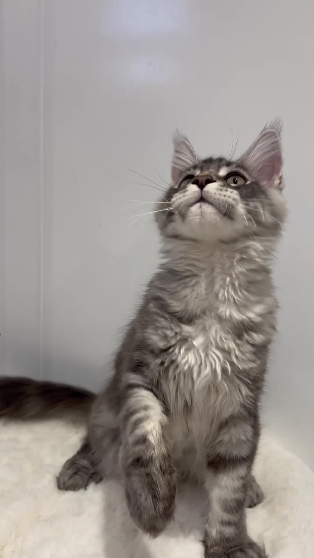 Maine Coon cats for sale: TICA girl female  Maine Coon blue silver tabby  - Video 1