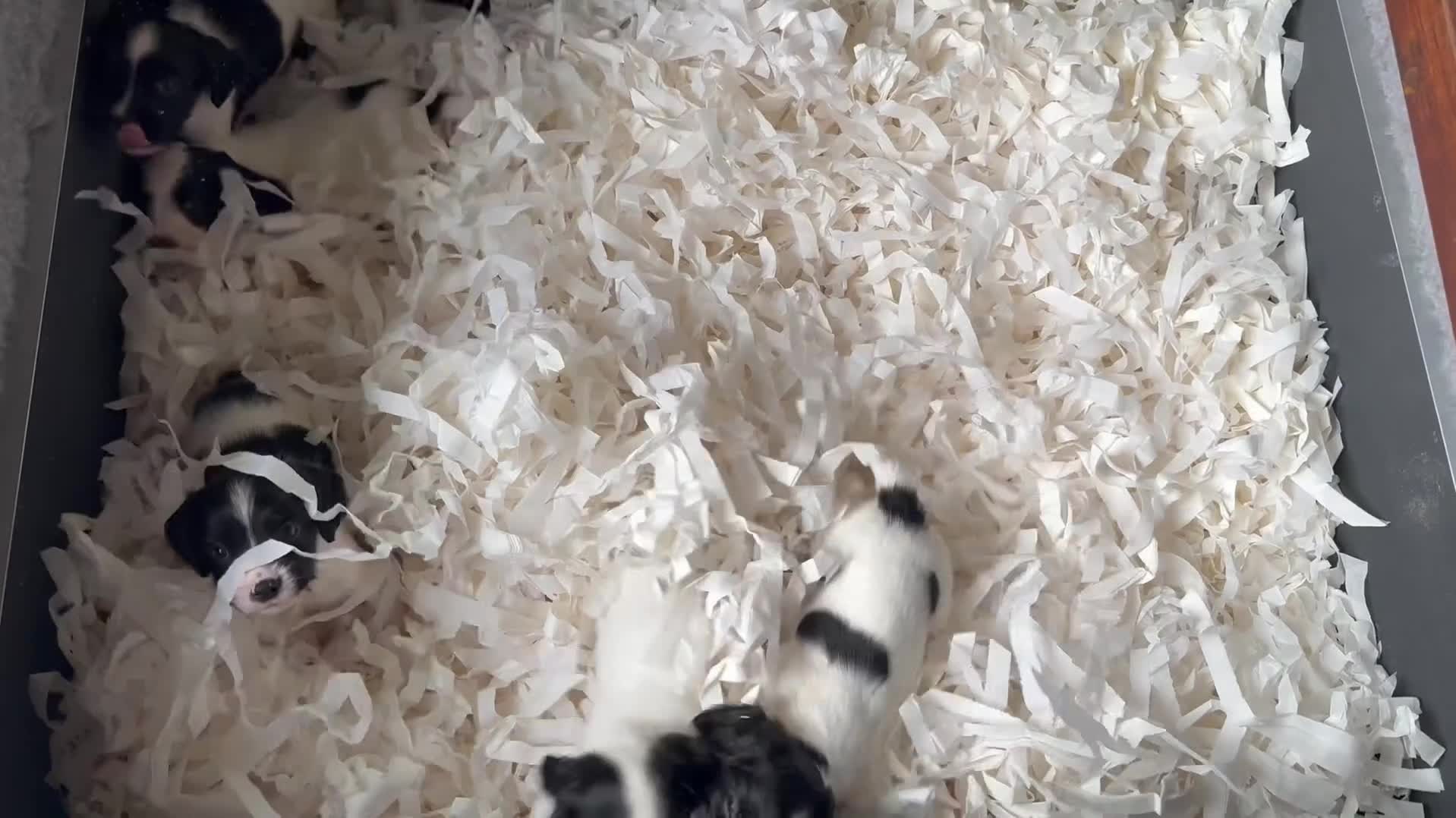 English Springer Spaniel dogs for sale: Springer Spaniel  - Video 1
