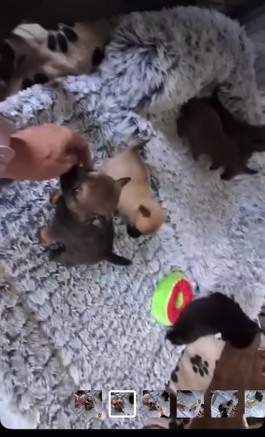 Pomchi dogs for sale: 🐶 Beautiful Pomchi pup – 🐶 - Video 3