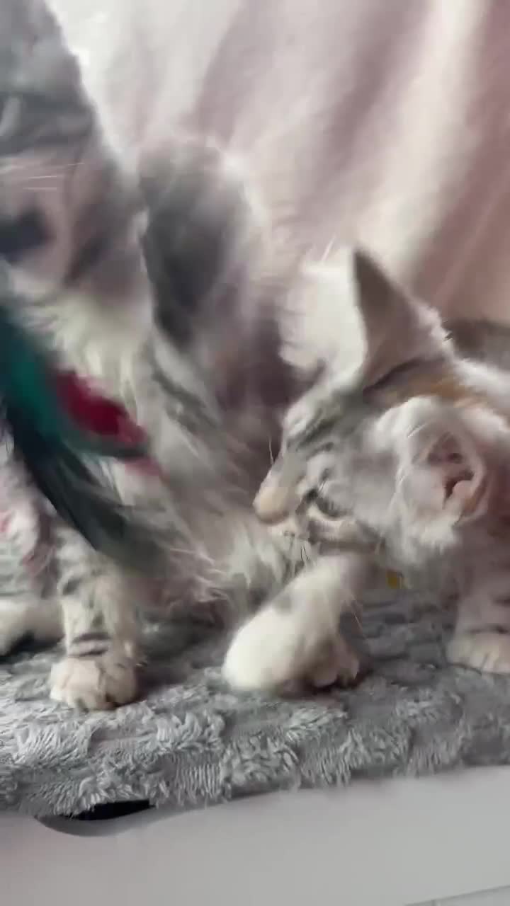 Maine Coon cats for sale: Maine Coon Kittens 🌟Tica Registered  - Video 2