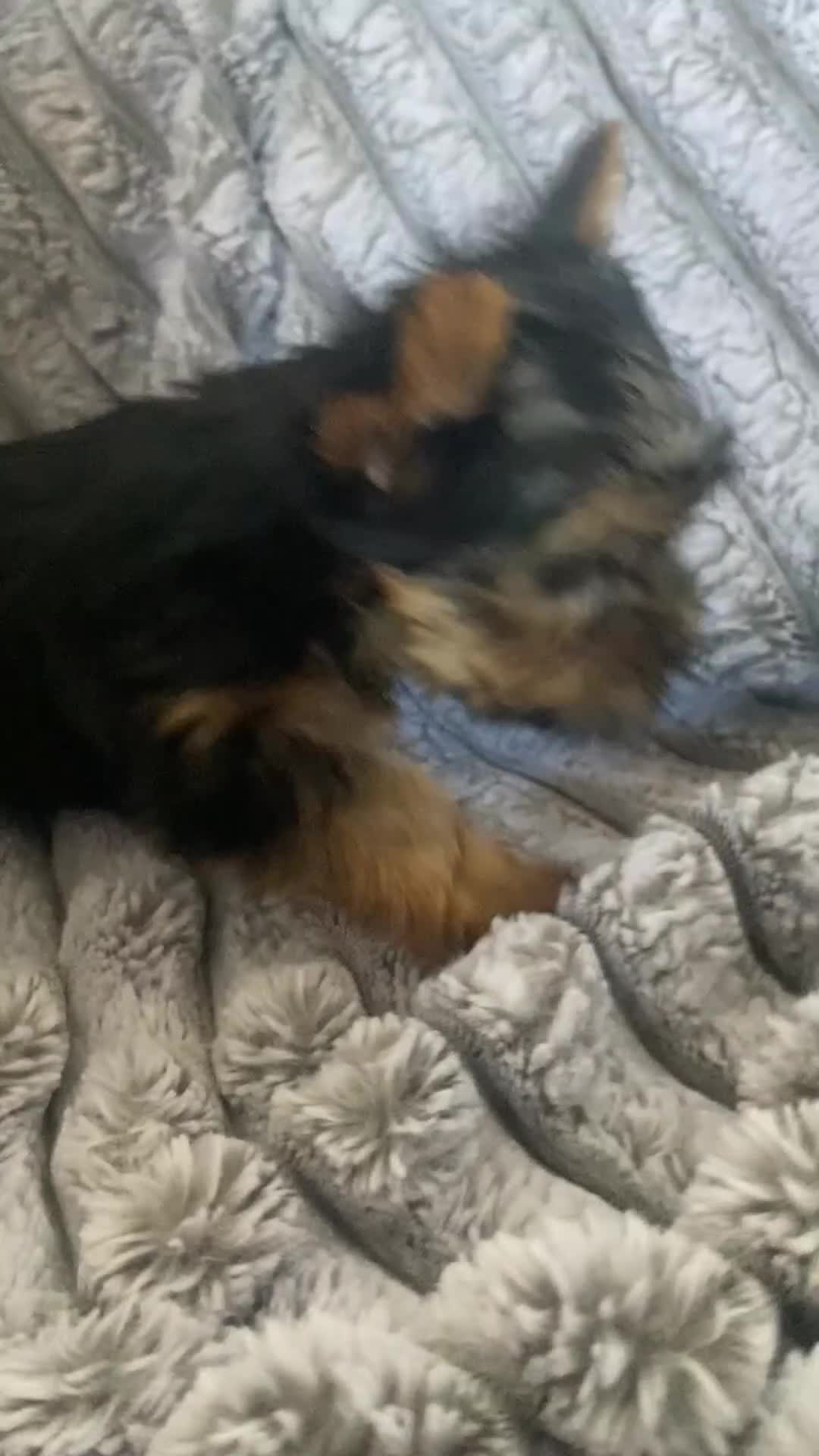Yorkshire Terrier dogs for sale: Pure Breed Toy Yorkshire Terrier Pups Ready Now!  - Video 1
