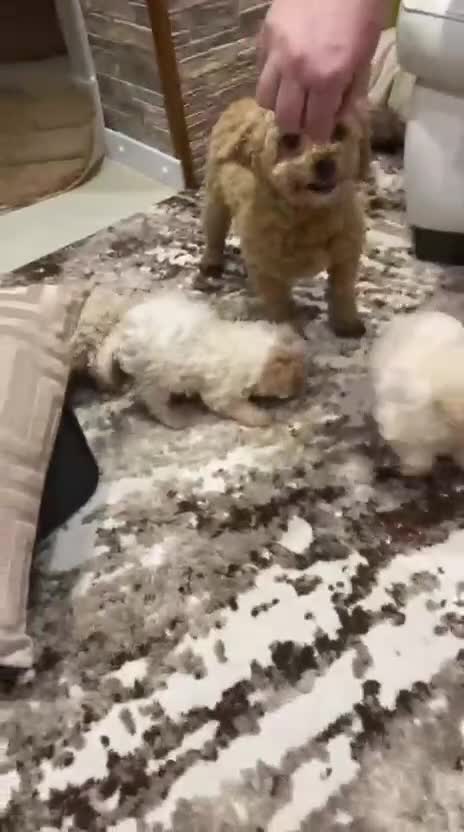 Toy Poodle dogs for sale: Two male Beautiful toy poodles  - Video 1