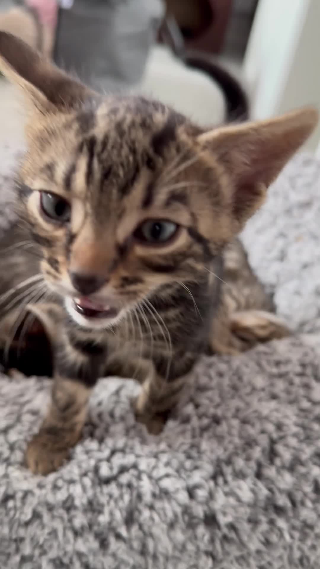 Mixed Breed cats for sale: TICA Registered Bengal x Russian Blue Kittens - Video 2