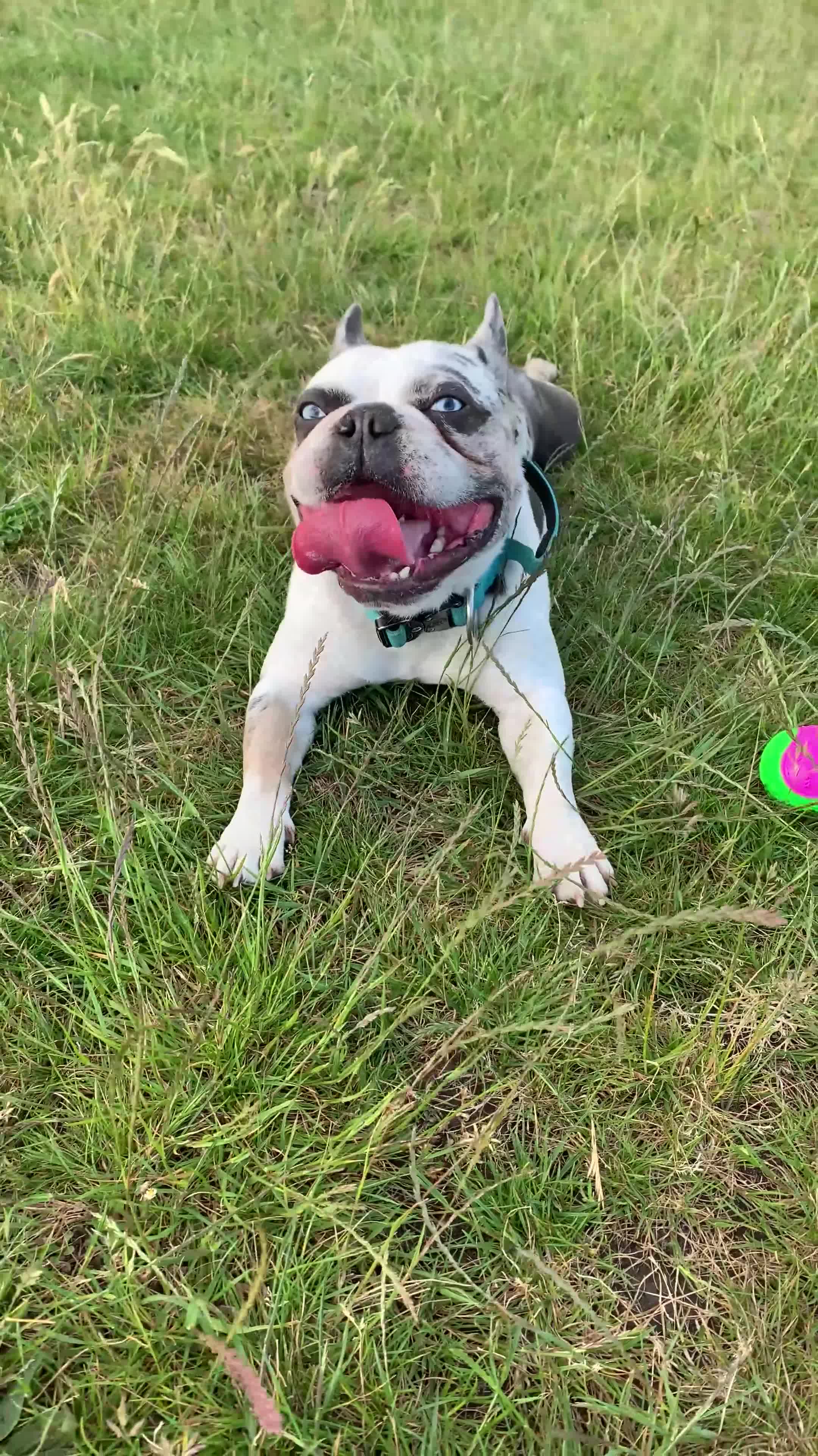 French Bulldog dogs for stud: 𝐤𝐨𝐢𝐭𝐚𝐬𝐭𝐢𝐜🐼🎏 - Video 1