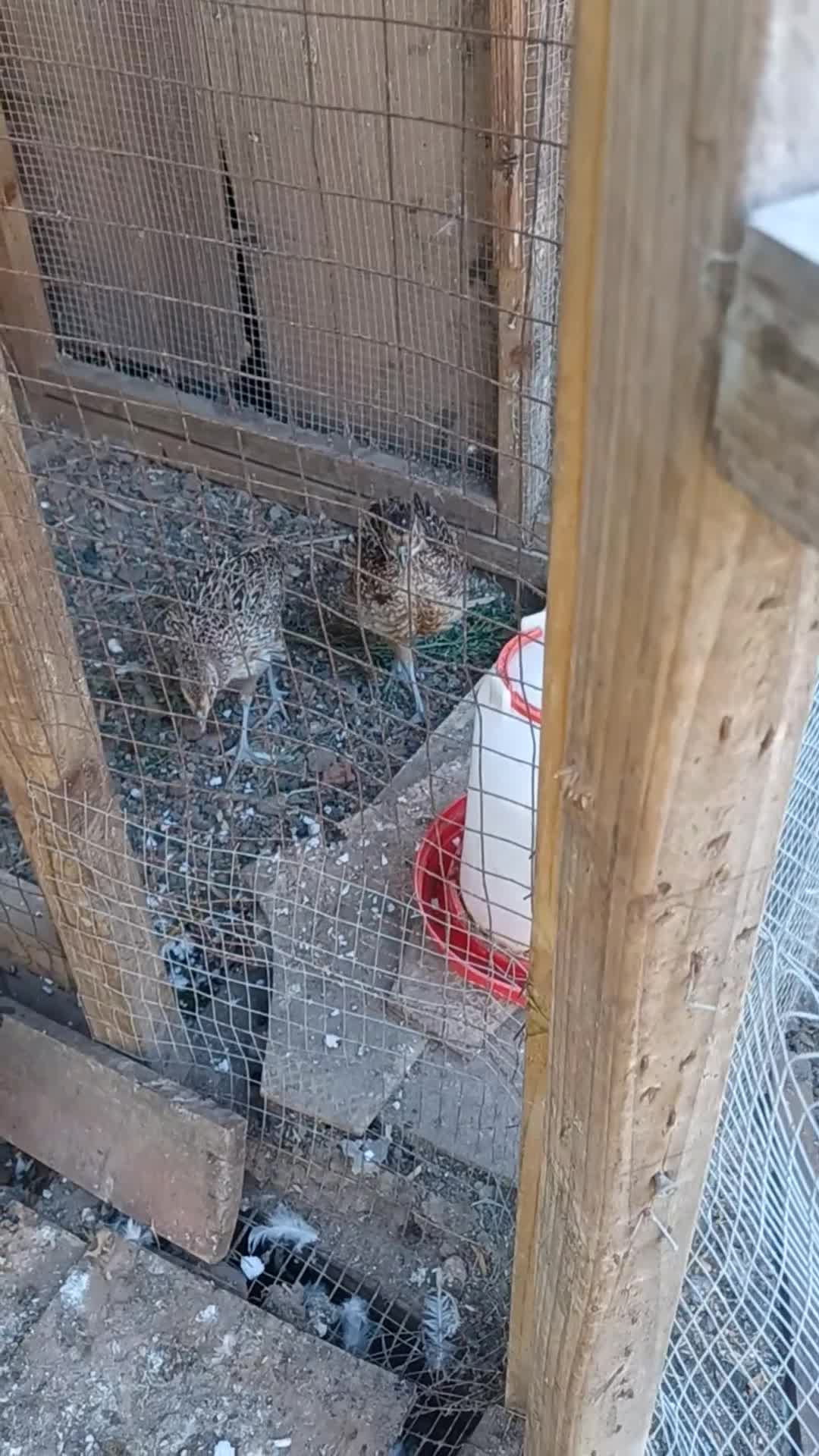 Mixed Breed birds for sale: CPQ quails for sale  in London - Video 1
