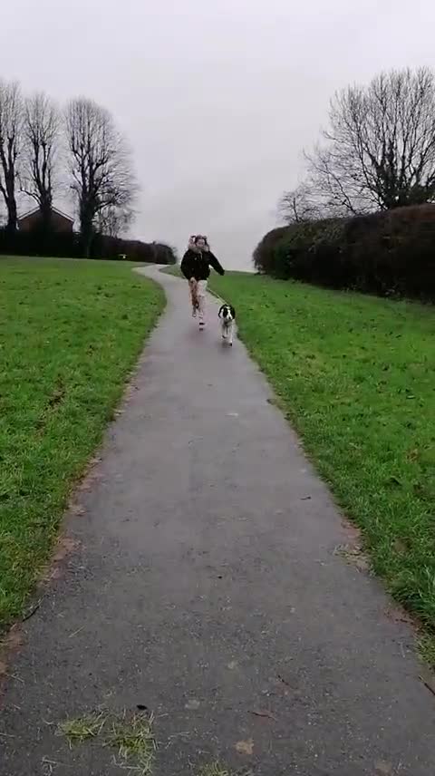 Border Collie dogs for adoption: ❤️Millie fabulous  18-month-old Border Collie ❤️ - Video 1
