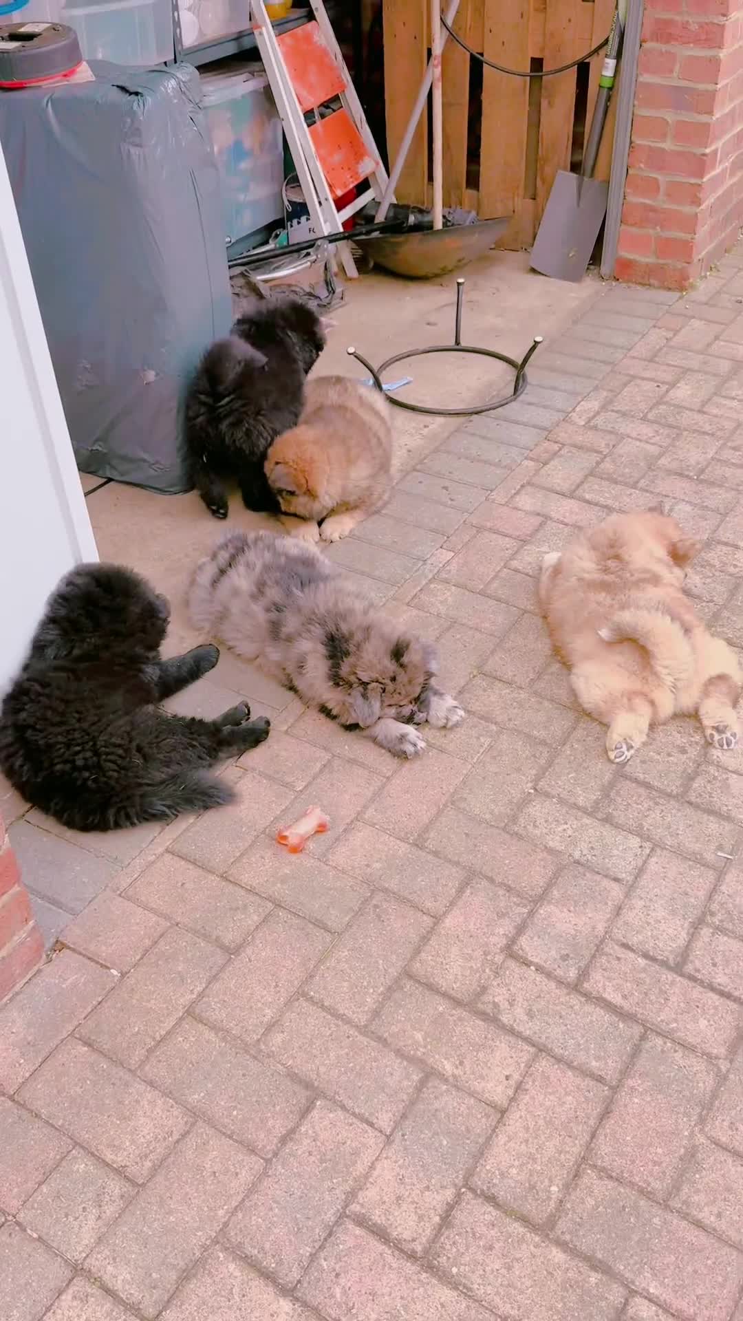 Chow Chow dogs for sale: 🩷🩵ONLY THREE GIRL chow chows left ready to go🩵 - Video 5