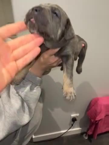 Cane Corso dogs for sale: 1 male black pup left £900  - Video 4