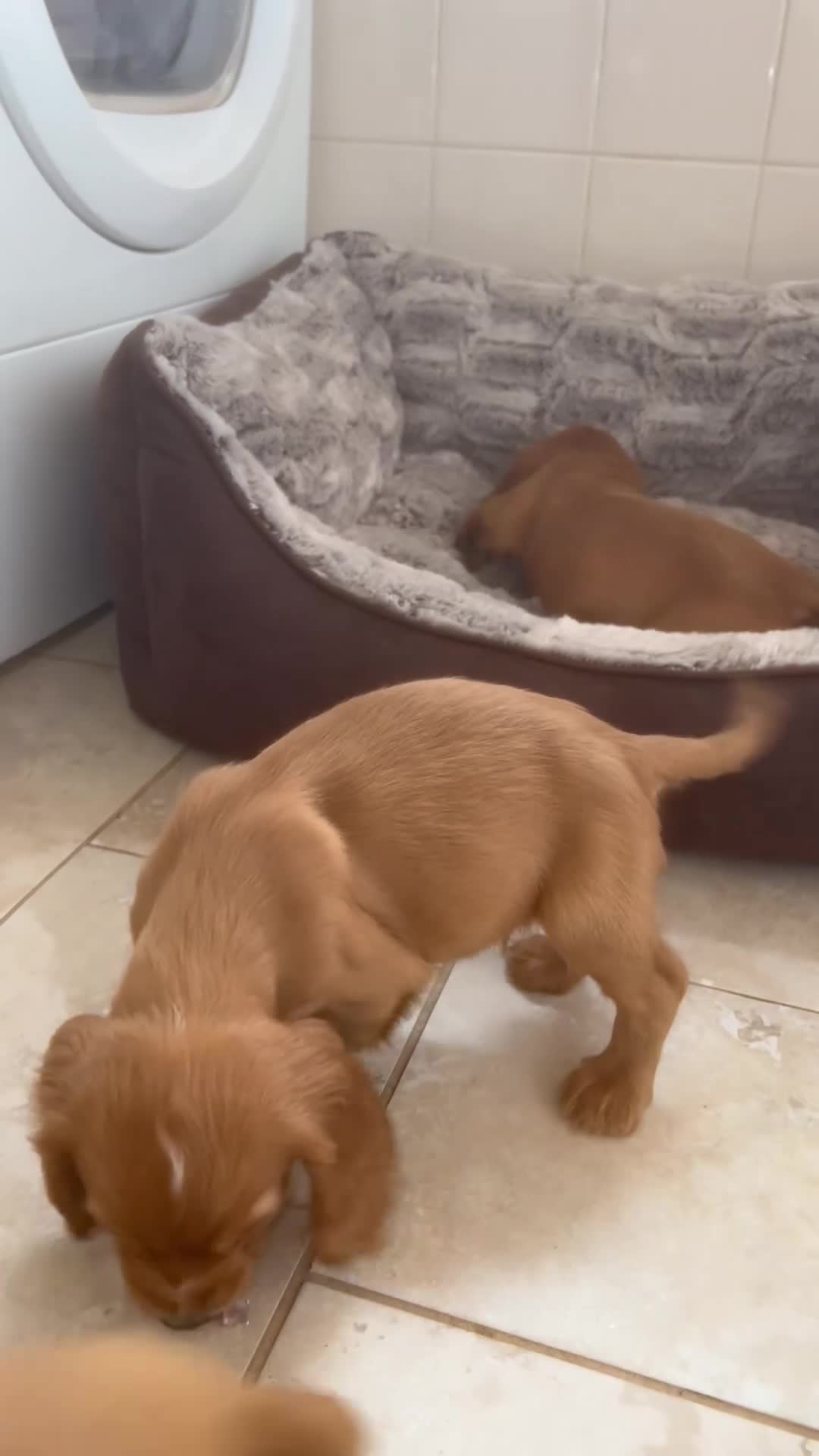 Cocker Spaniel dogs for sale: Cocker spaniel puppies in Gloucester - Video 1