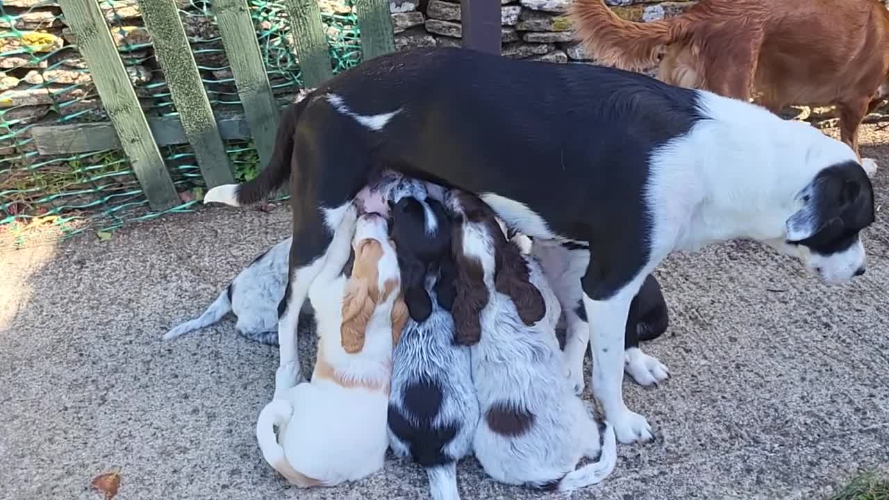 Mixed Breed dogs for sale: Cocker x sprollie  - Video 3