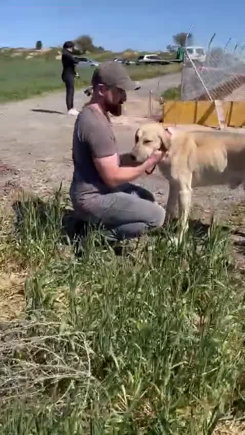 Mixed Breed dogs for adoption: Keith needs a foster or forever home in Spilsby - Video 4