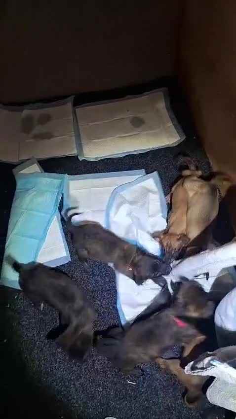Mixed Breed dogs for sale: Dutch Malinois Puppies- Ready 13/12/2025 - Video 1