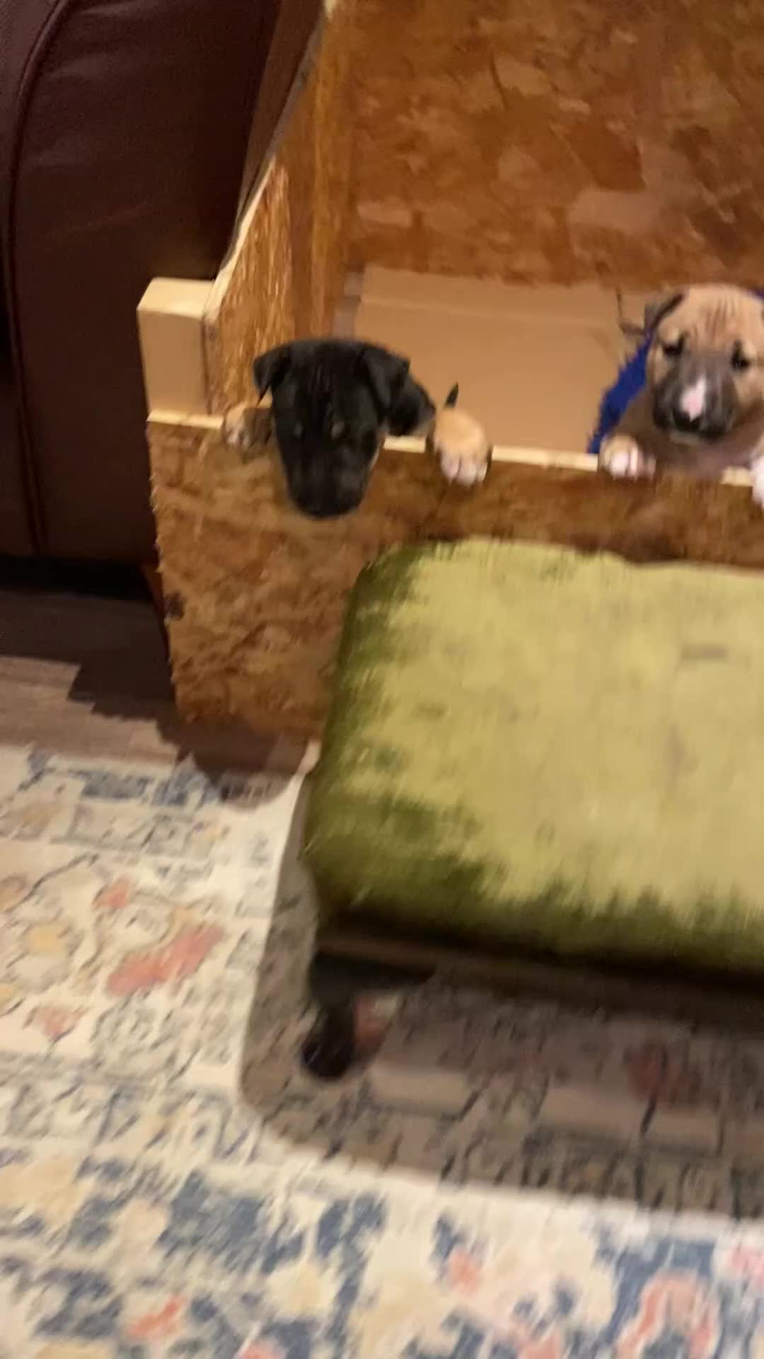 English Bull Terrier dogs for sale: Two female pups for sale - Video 3