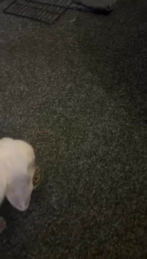 Mini Lop rabbits for sale: Luffy needs a loving home - Video 2