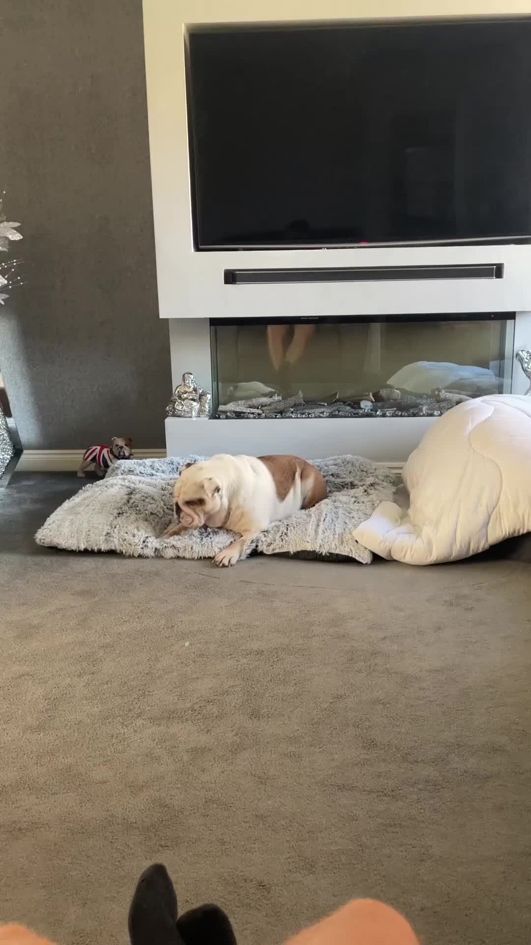 English Bulldog dogs for sale: Neil  - Video 5