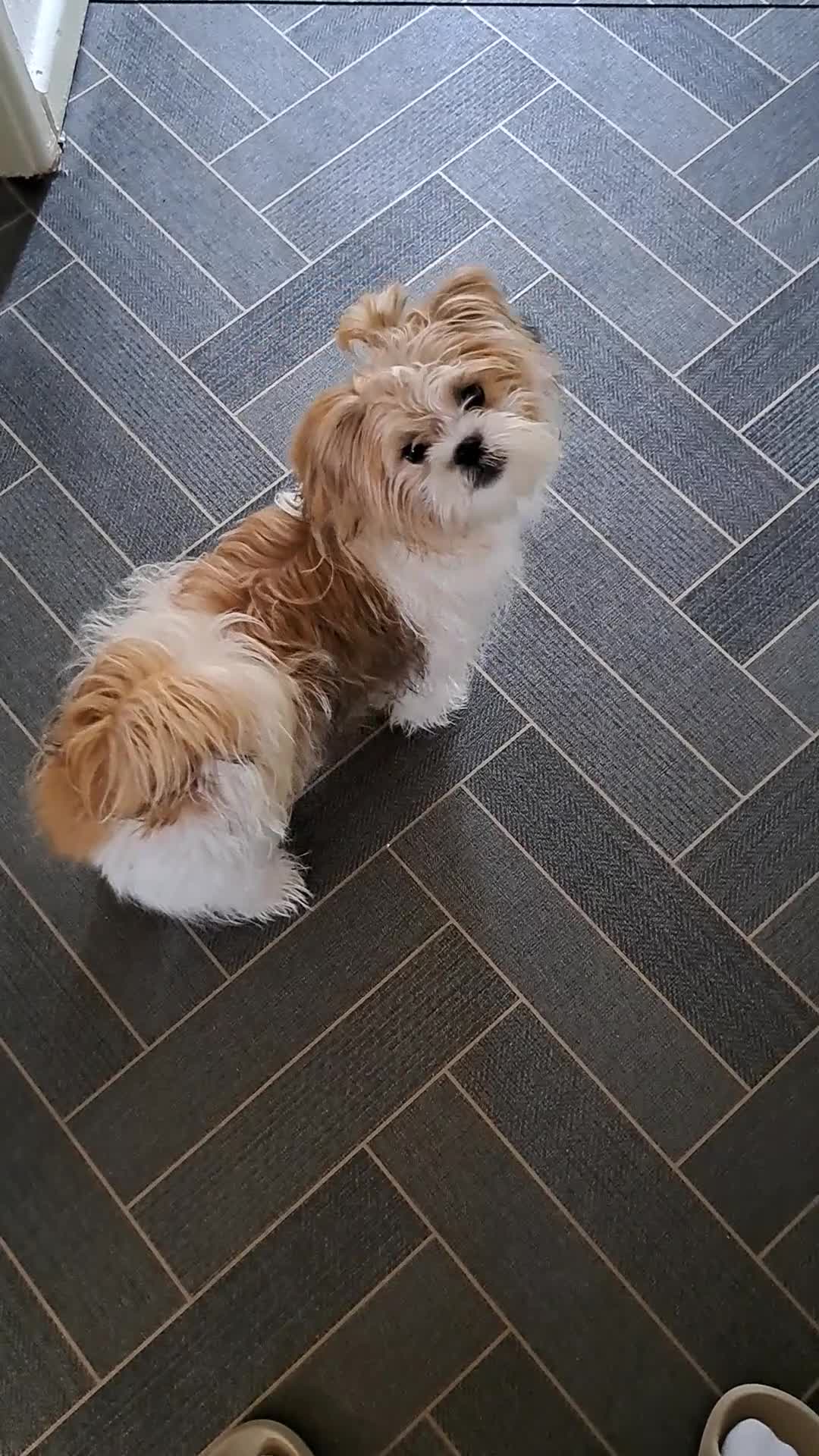 Shih Tzu dogs for sale: Shayla female - Video 1