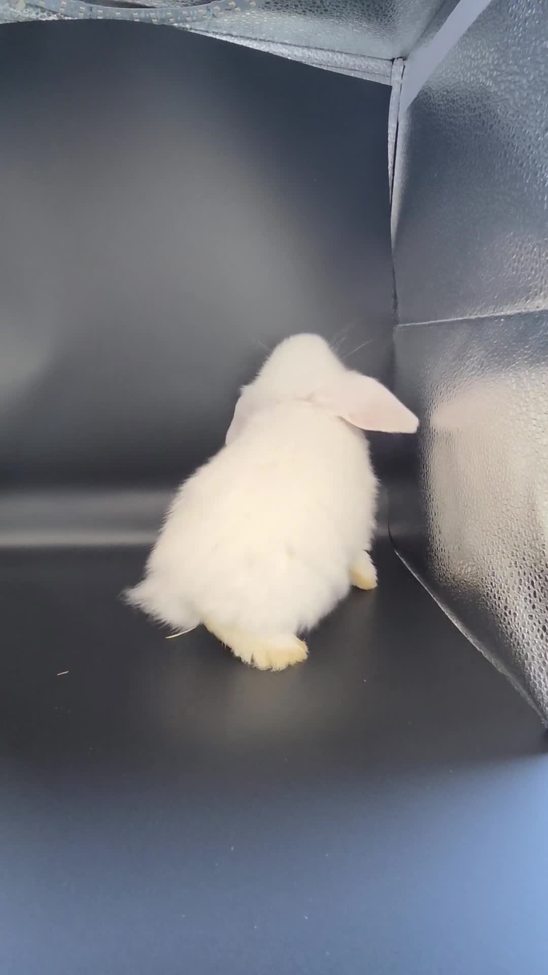 Mini Lop rabbits for sale: PURE MINI LOP BUNNIES 1 GIRL LEFT - Video 1