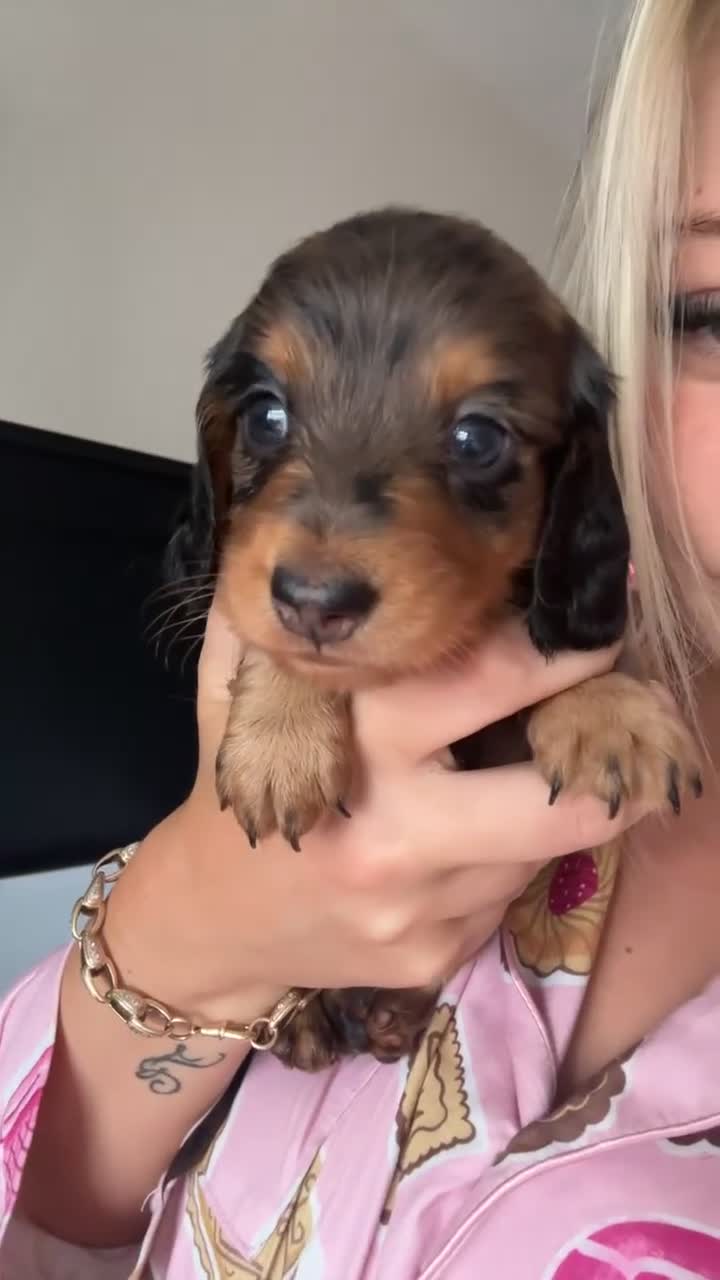 Miniature Dachshund dogs for sale: 🐾KC registered long-haired miniature dachshund 🐾 - Video 3