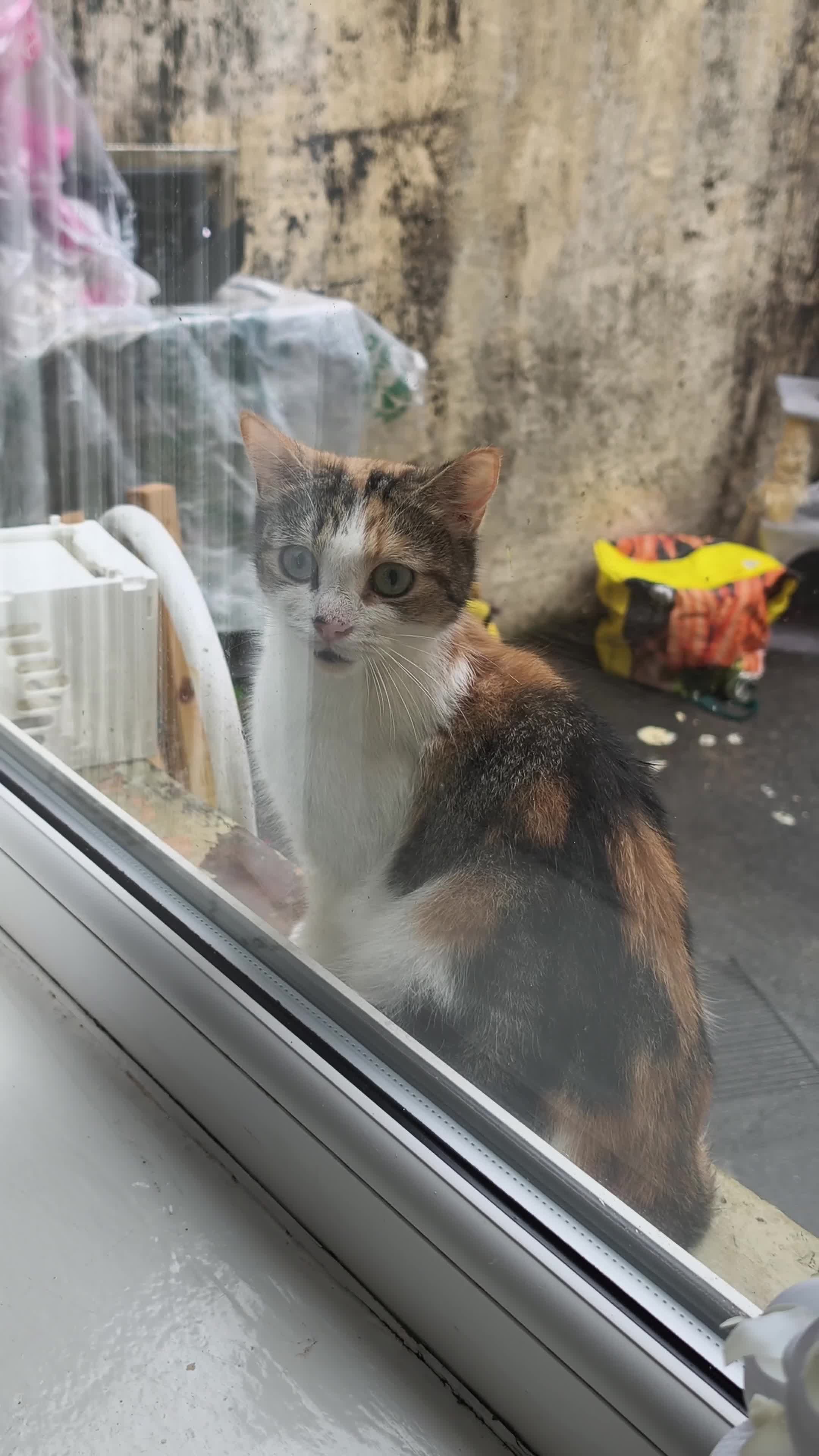 Mixed Breed cats for sale: Cat for sale in Burnley - Video 1