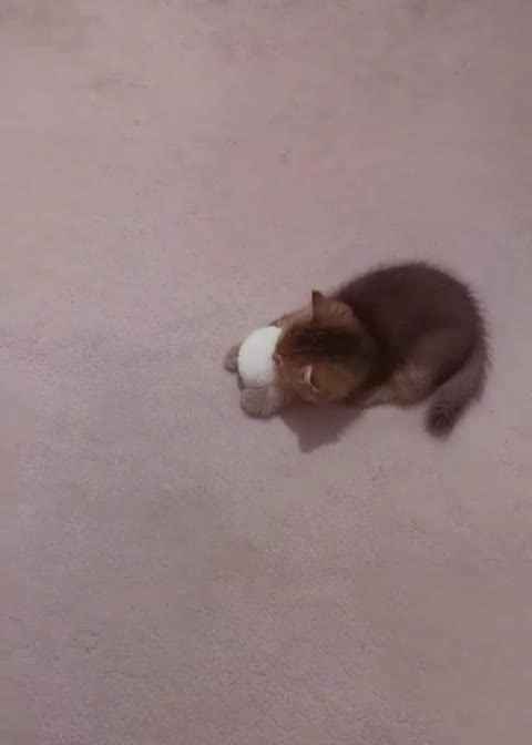 British Shorthair cats for sale: BSH + Persian Kittens - Video 4