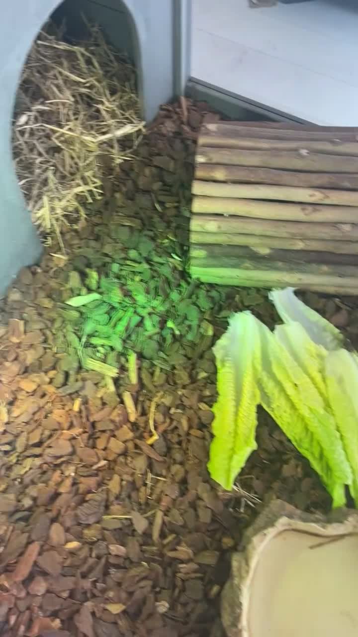 Tortoise reptiles for sale: 2 horsfield tortoises for sale  - Video 5