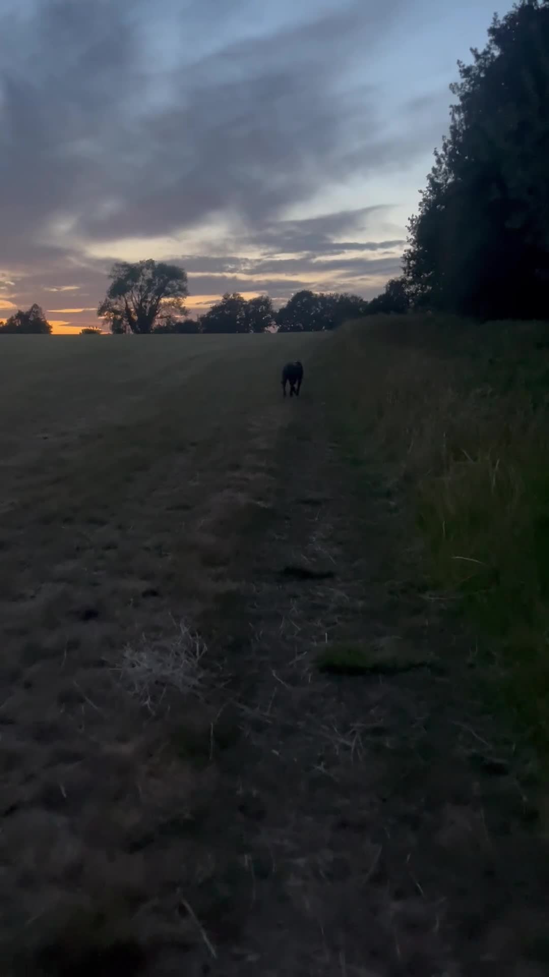 Mixed Breed dogs for sale: Dog for rehoming  - Video 2