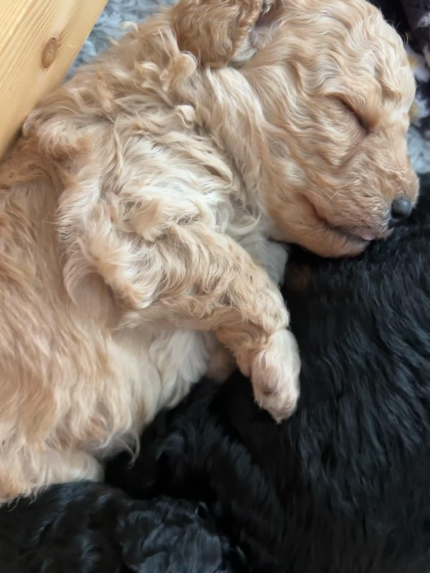 Toy Poodle dogs for sale: 3 Toy poodle pups  - Video 2