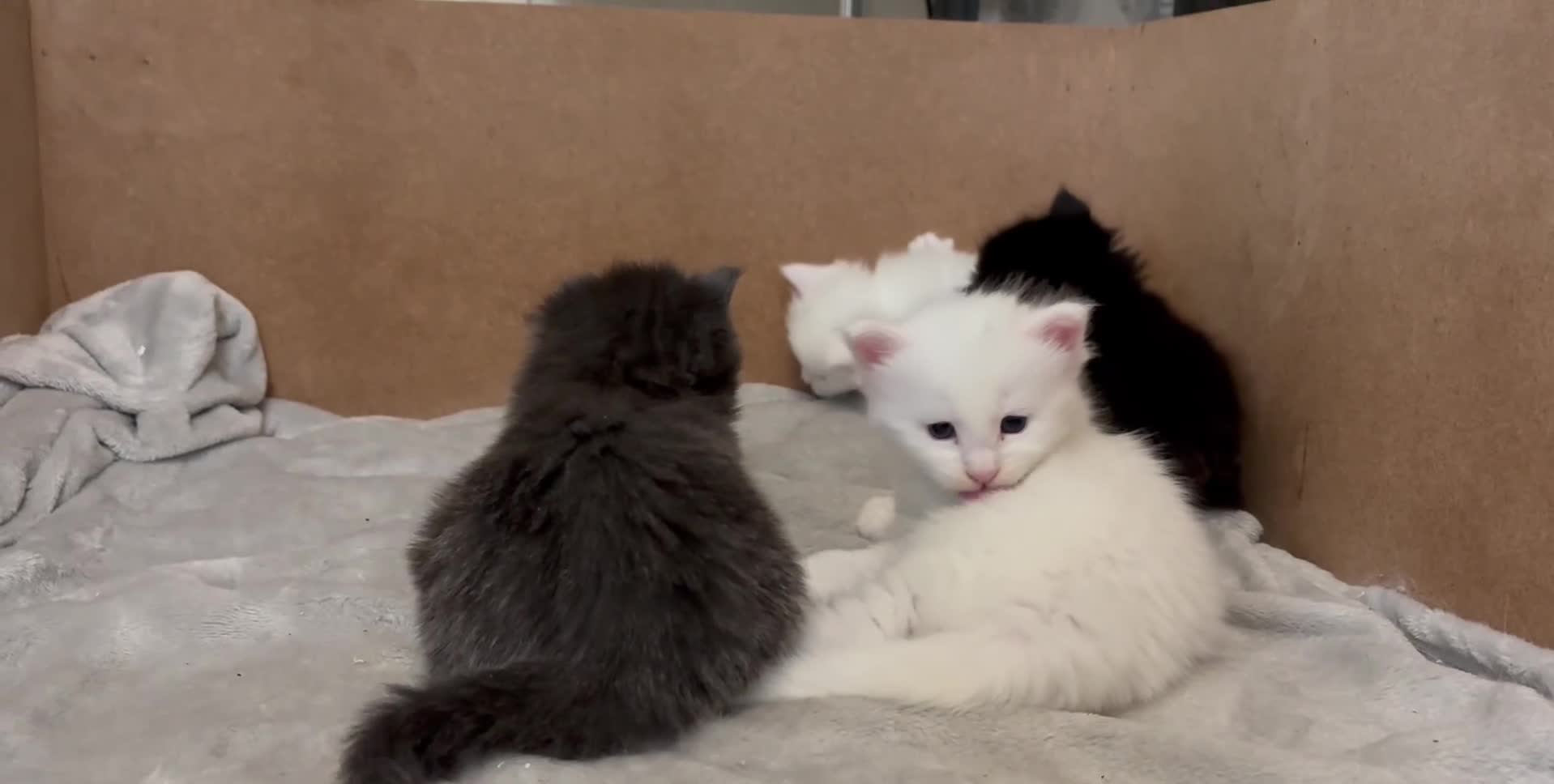 Maine Coon cats for sale: Stunning Main coon Kittens  in Sunderland - Video 2