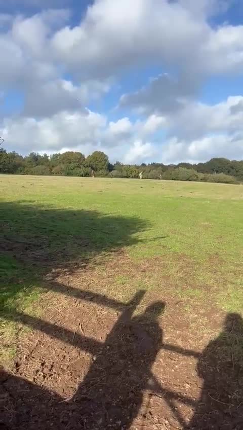 Tinker horses for sale: Smarty Marty 3 year old coloured gelding   - Video 1